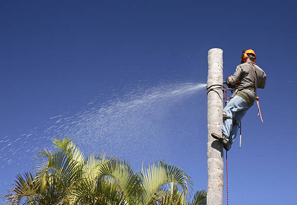 How Our Tree Care Process Works  in  Walnut, IL