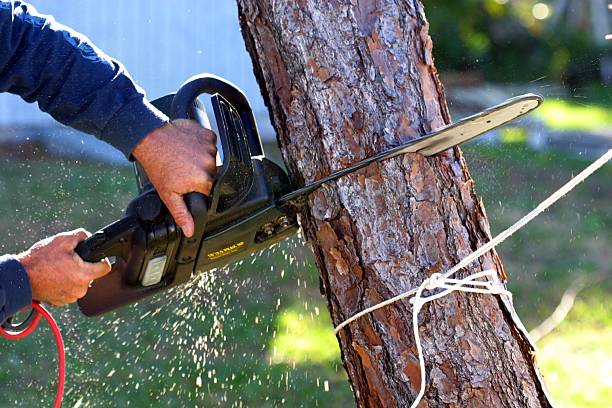 Leaf Removal in Walnut, IL